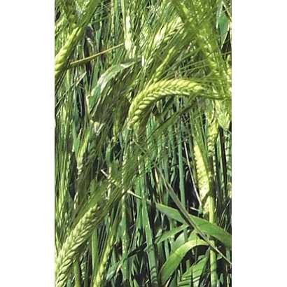 Зеленые колосья ячменя на фоне листьев - Ебсон