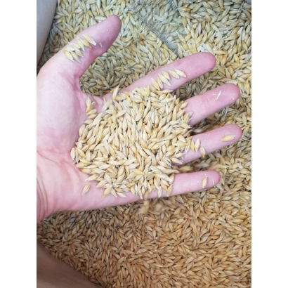 Рука держит зерна ячменя на фоне насыпи зерна - Елинор