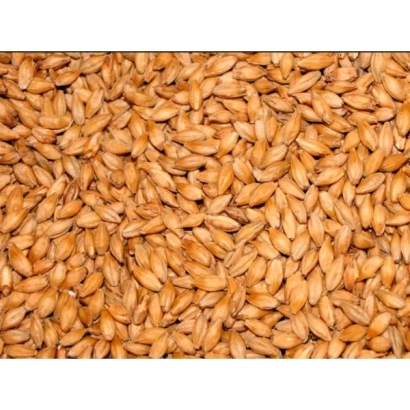 Ячмень Еней | Enei