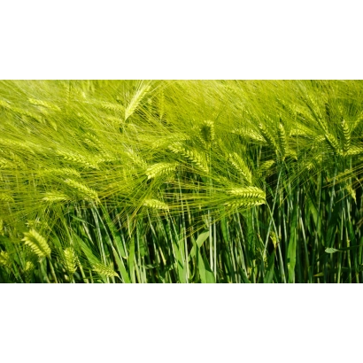 Зелёное поле ячменя на ветру - Есприт