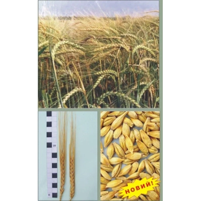 Колоски ячменя и зерна с надписью НОВЫЙ - ЕТИКЕТ / ЭТИКЕТ