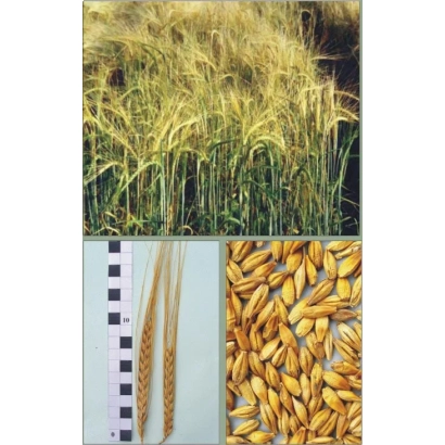 Солома и зерна ячменя на фоне поля - Феникс