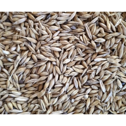 Ячмень на фоне - Фермерский