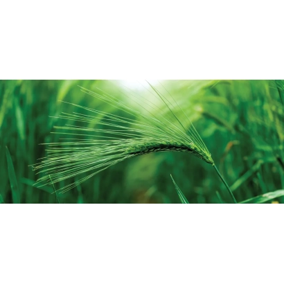 Зеленые колоски ячменя на фоне поля - Галатион