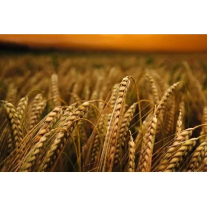 Поле ячменя на закате - Гарант Премиум