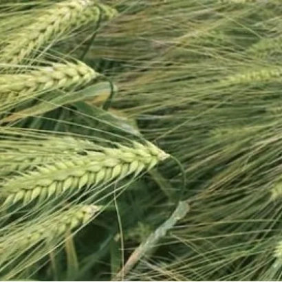 Зелёные колосья ячменя на поле - Герлах