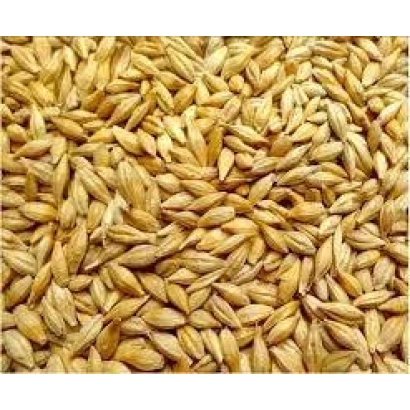 Зерно ячменя на фоне - Гося