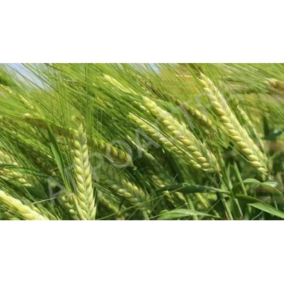 Поле ячменя с колосками на фоне неба - ГРИС