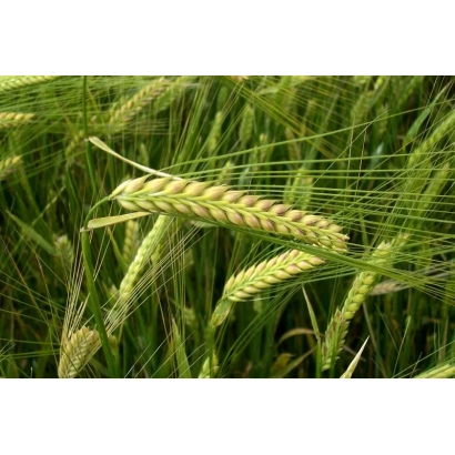 Степь с колосками ячменя Губернаторский - Губернаторський