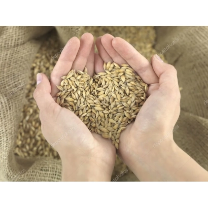 Руки держат ячмень на фоне мешка с зерном - Хабаровский