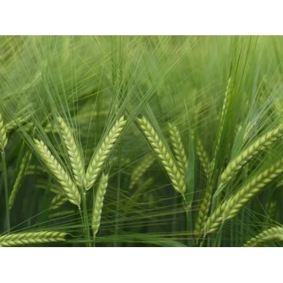 Зелёные колосья ячменя на фоне поля - ИНАРИ