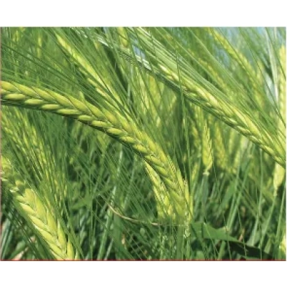 Field of barley in the background - Kangu / Kangoo