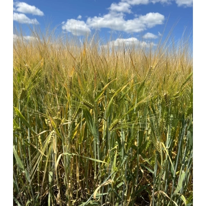 Поле ячменя под голубым небом с белыми облаками - КАЙЛИН