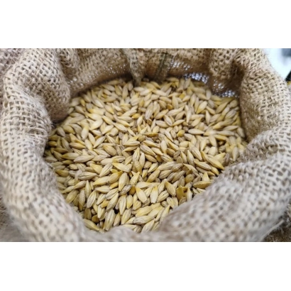 Ячмень в мешке - КАЗАК