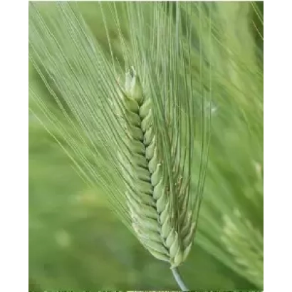 Стебли ячменя на фоне поля - КЛАДЕНЕЦ