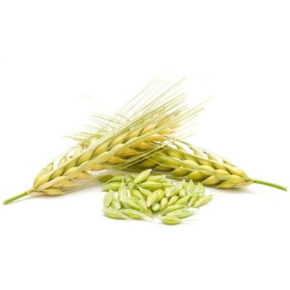 Солома и зерна ячменя на белом фоне - Командор