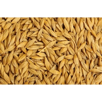 Ячмень на фоне - КОНДРАТ