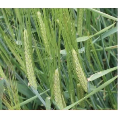 Степь ячменя на фоне зелёных листьев - Консерто