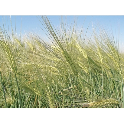 Поле ячменя на фоне голубого неба - Козацький