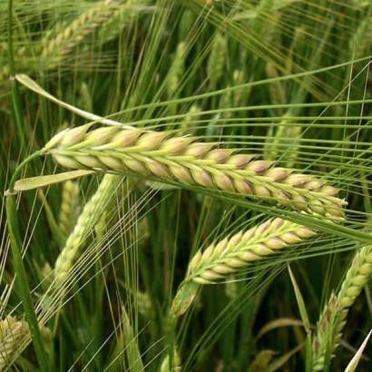 Степь с колосьями ячменя - Козван