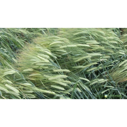 Поле ячменя сорта КВС ПРЕМИС