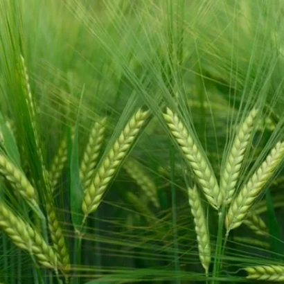 Зеленые колосья ячменя на фоне поля - Квс Ирина