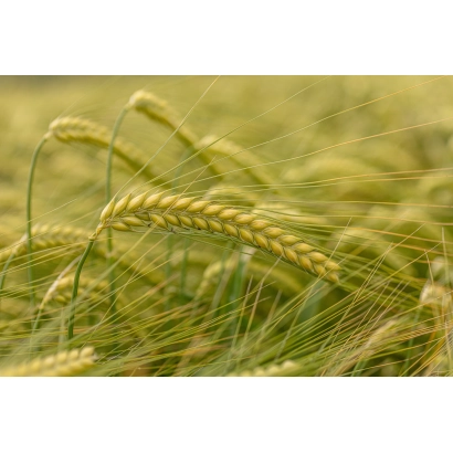 Зерно ячменя на поле - Квс Джесси