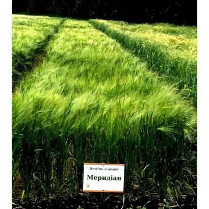 Поле ячменя с табличкой Memoris - КВС Меморис