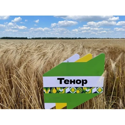 Зерно ячменя КВС Тенор на поле