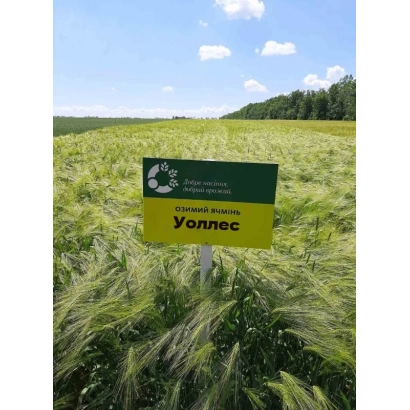 Зерно Ячмень КВС Уоллес на поле
