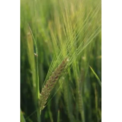 Зерно ячменя на фоне зелёного поля - Лауреат