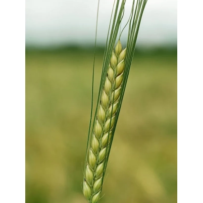Стебель ячменя на фоне поля - ЛАУРИККА