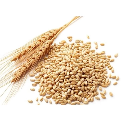 Ячмень в зернах с колосом на белом фоне - ЛИНКЕ