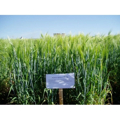 Зерно ячменя сорта Лель на поле