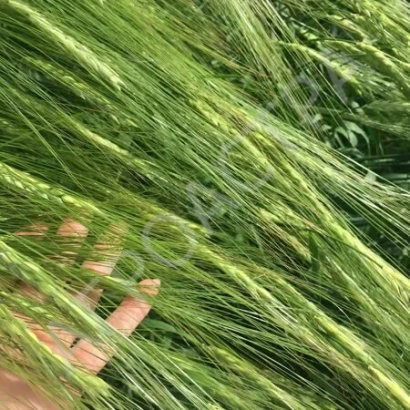 Зеленые колосья ячменя в поле с рукой на переднем плане - Леон