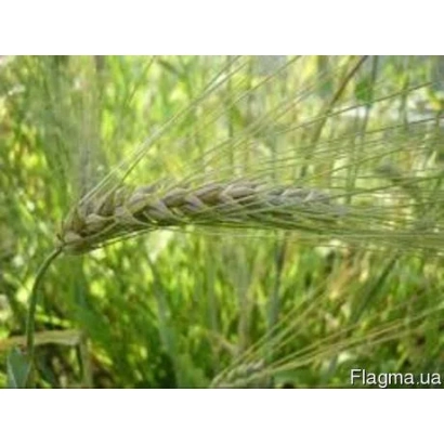 Стебель ячменя на фоне зелёной травы - Лестер