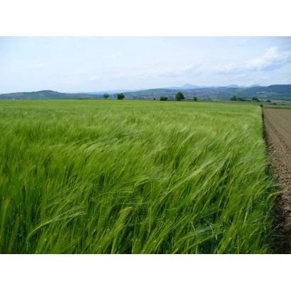 Поле ячменя на фоне гор - ЛГ Бельканто