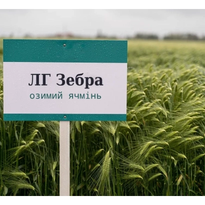 Зеленое поле ячменя с табличкой ЛГ Зебра озимый ячмень