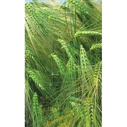 Зеленые колосья ячменя на фоне поля - Луран