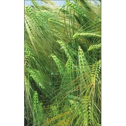 Зеленые колосья ячменя на фоне поля - Луран