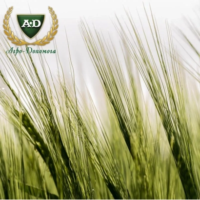 Зерно ячменя с логотипом Агро-Донская на фоне колоса - Магнат