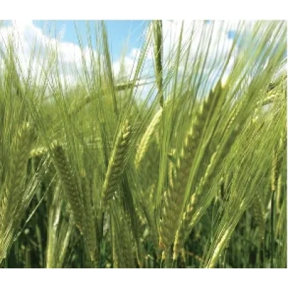 Поле ячменя на фоне голубого неба - Мальз