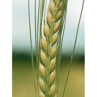 Стебли ячменя на фоне поля - МАРГРЕТ