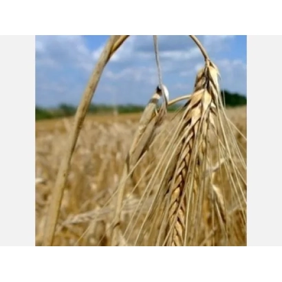 Степь с колосом ячменя на переднем плане - Майбрит