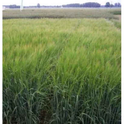 Поле ячменя Мелиус