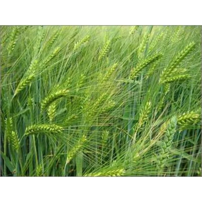 Зелёные колосья ячменя на поле - Меркурио