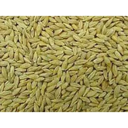 Зерно ячменя на фоне - МИХАЙЛО