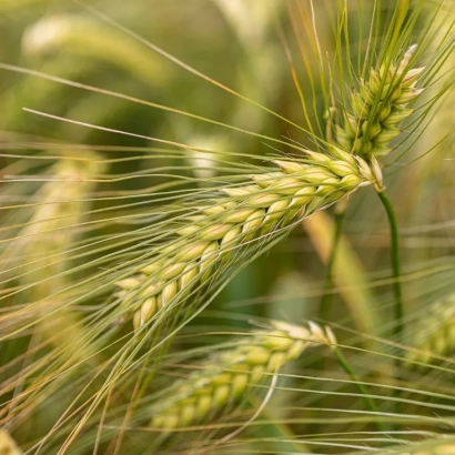 Стебли ячменя на фоне поля - МИП Ясон