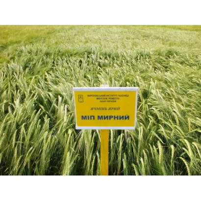 Желтый знак с надписью МІП МИРНИЙ на фоне ячменя - МИП Мирний