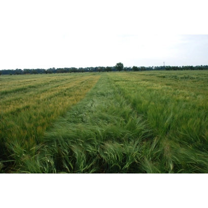 Поле с ячменем - МИП Мирослав